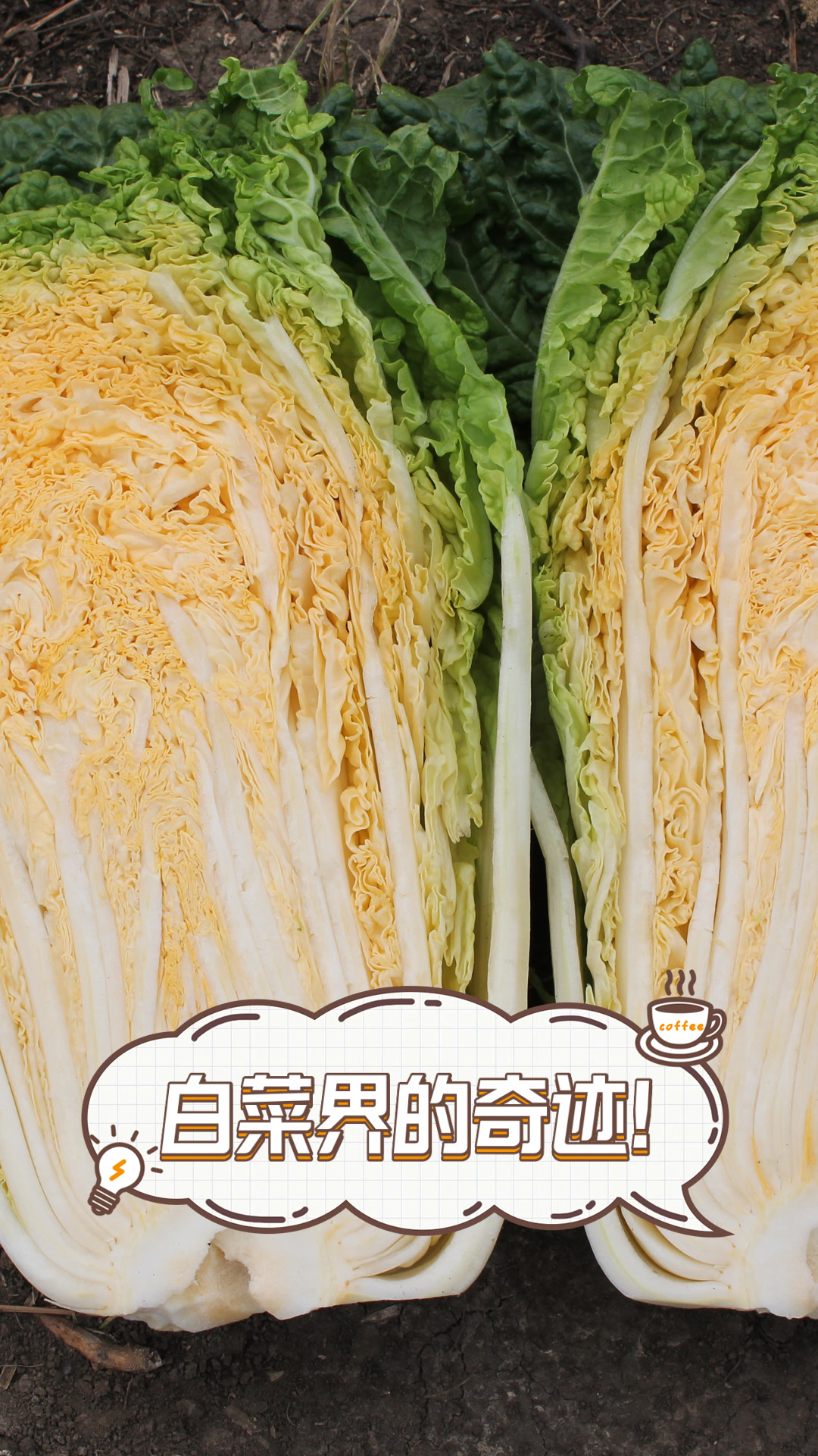 白菜界的奇迹！