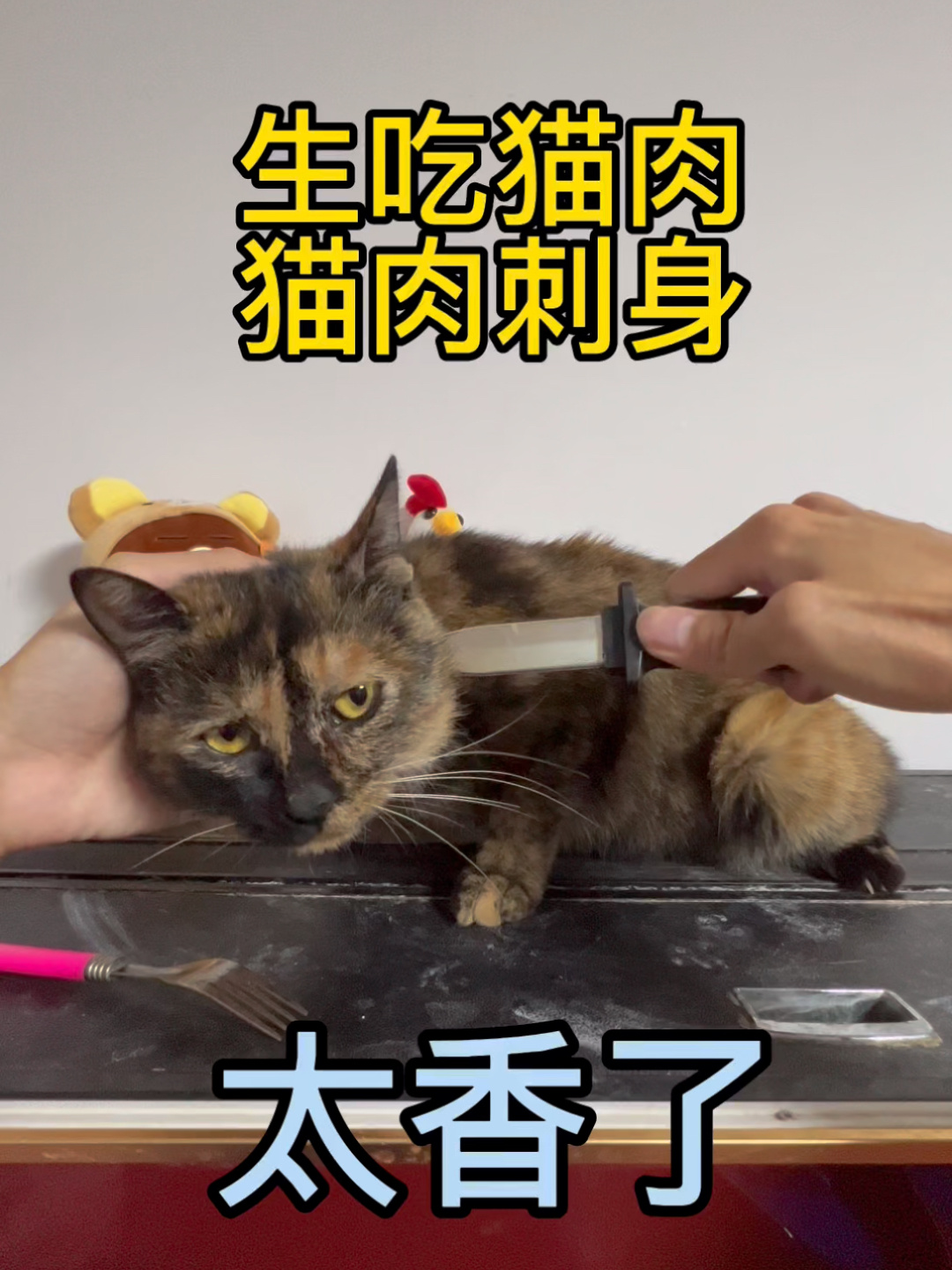猫肉究竟有多好吃?快看跟我一起尝尝