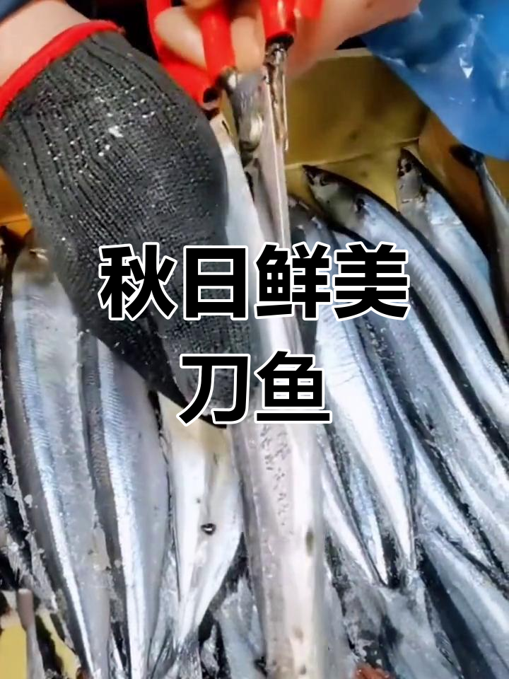 秋刀鱼新鲜上市,烧烤商用皆宜,尽享秋季美味!