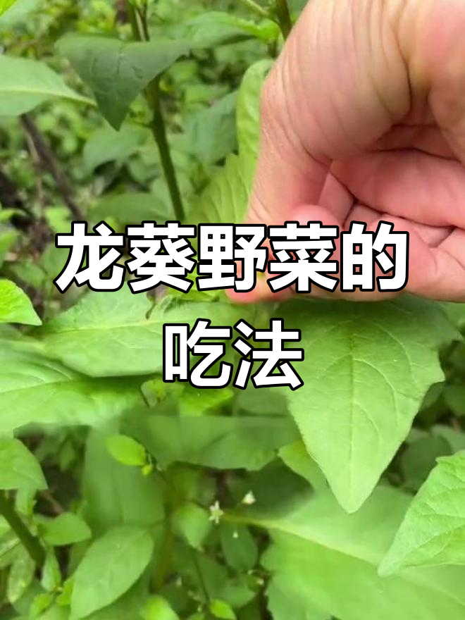 白花菜的营养价值与食用方法