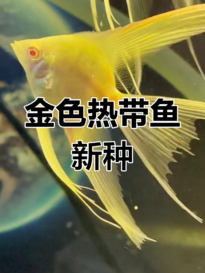 全新金色热带鱼品种,基因稳定遗传