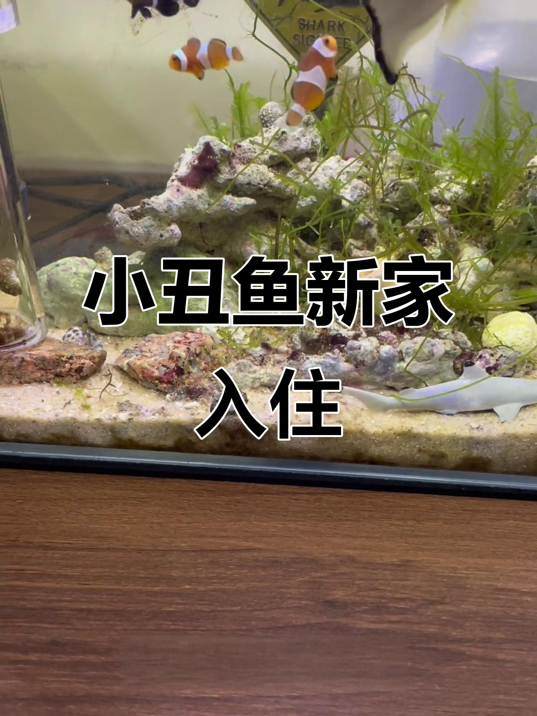 新成员加入!小丑鱼和熊猫入缸,开箱视频揭秘