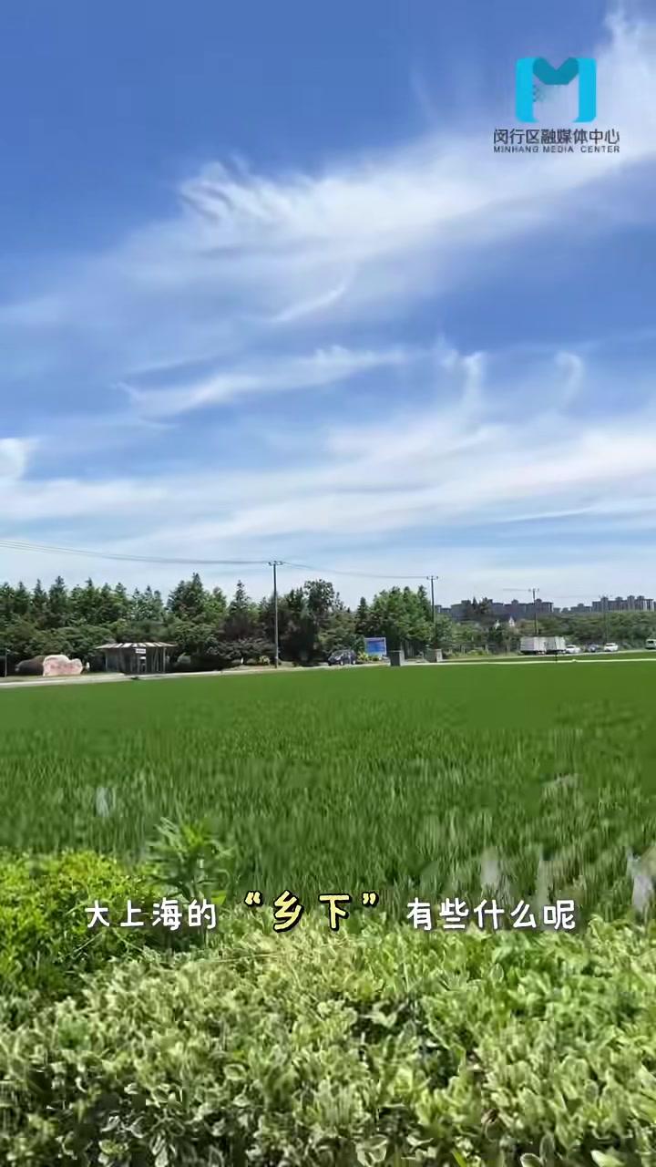 浦江宝藏馄饨店 交大试验田记者：张锦摄制：陈心如