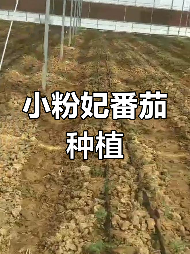 安徽蔬菜基地种植小粉妃番茄与抗病毒柿子