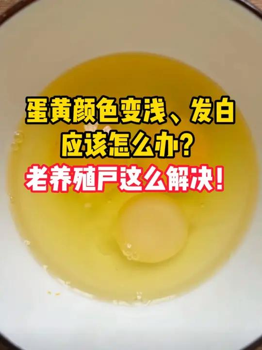 蛋黄颜色变浅、发白应该怎么办?老养殖户这么解决!蛋黄颜色土鸡蛋蛋黄颜色浅蛋黄着色剂加丽素黄