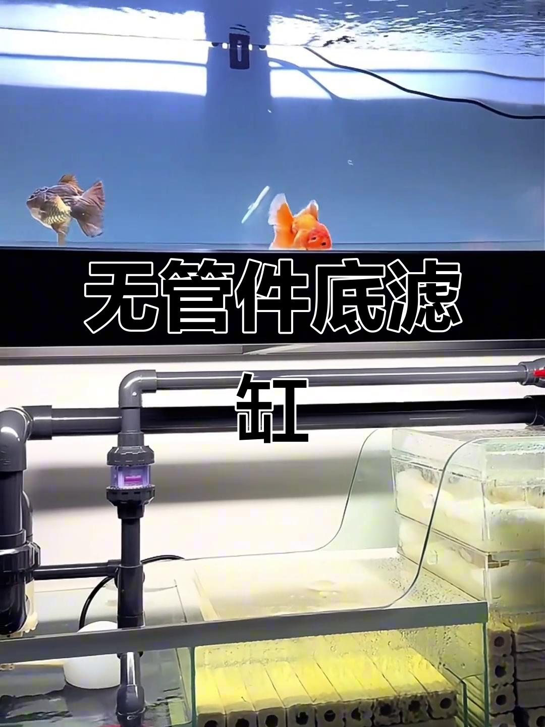 无管件底滤缸,兰寿鱼缸制作新体验