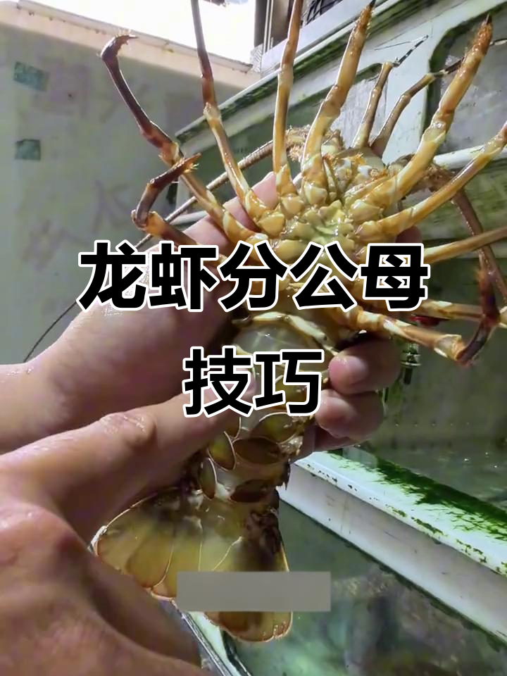 如何分辨龙虾公母?简单步骤教你轻松辨别