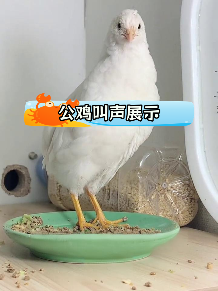 芦丁鸡公鸡打鸣声