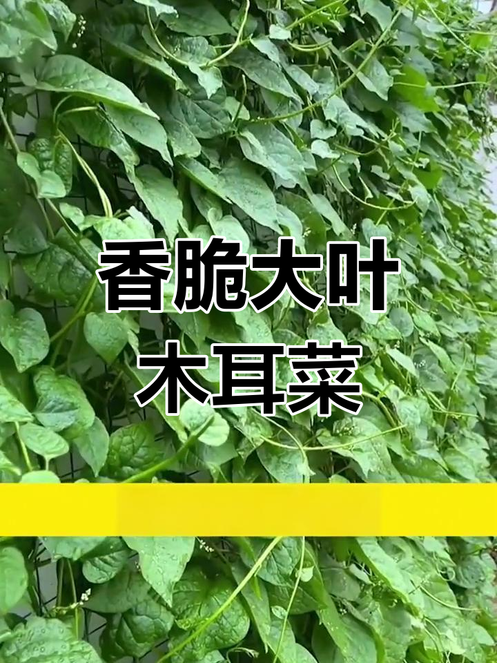 大叶木耳菜,鲜嫩美味又好种!春季必试的蔬菜新宠