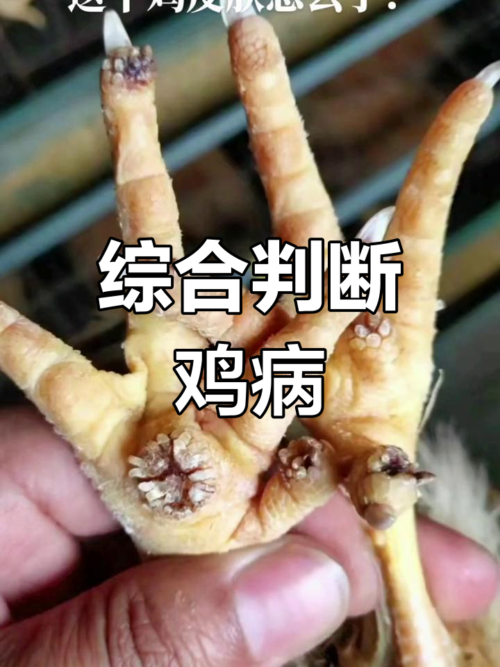 鸡病诊断需综合分析,皮肤症状与肿瘤并存