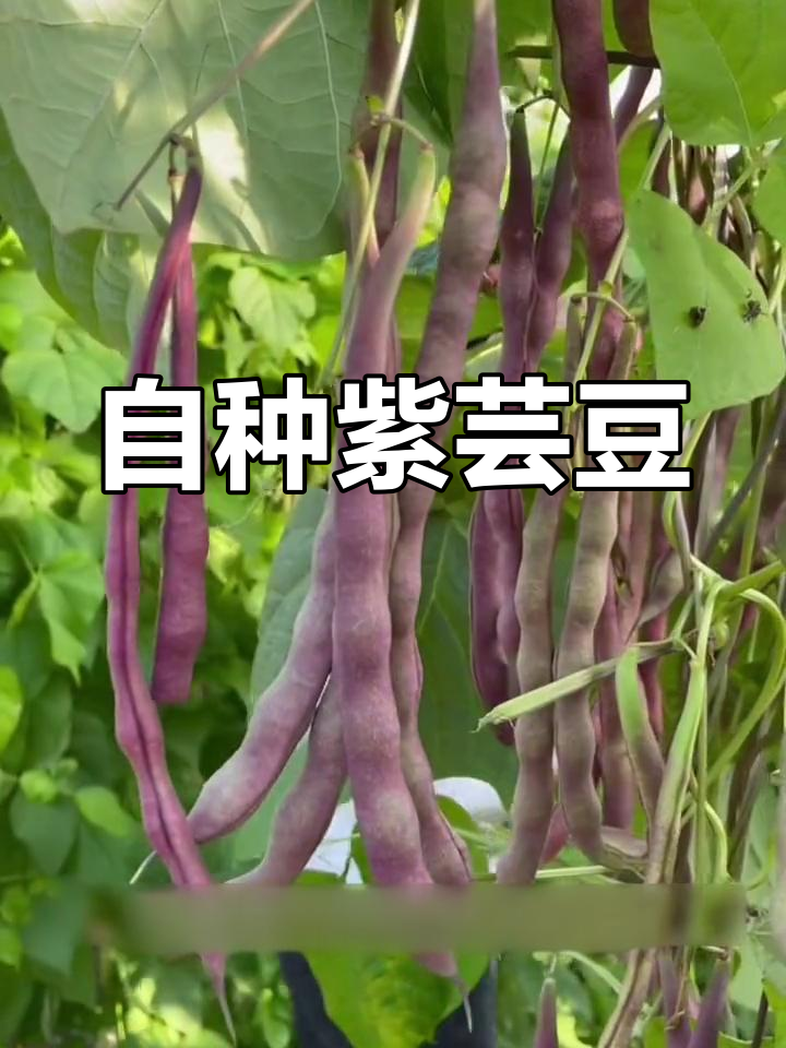 紫色芸豆新品种,夏季必备蔬菜