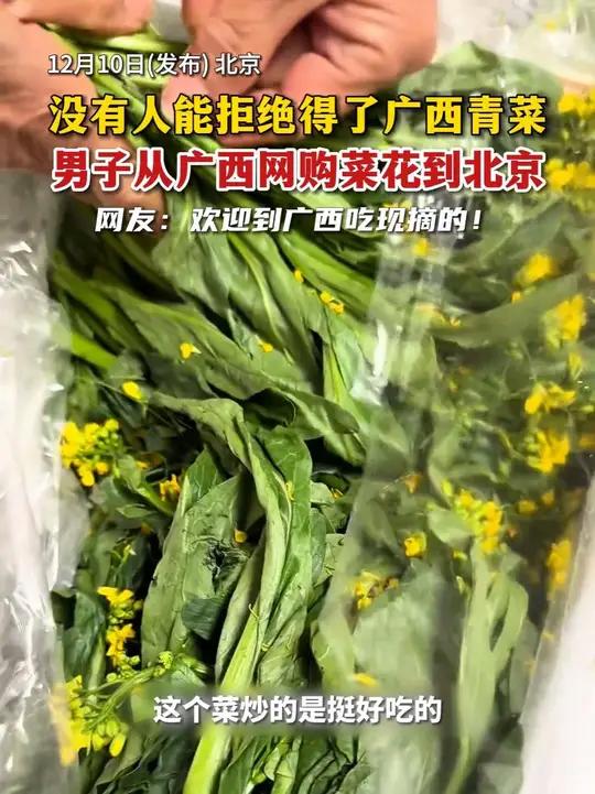 没有人能拒绝得了广西青菜!男子从广西网购菜花到北京,网友:欢迎到广西吃现摘的!「来源:@北
