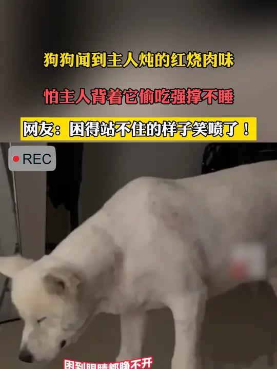 狗狗闻到主人炖的红烧肉味,怕主人背着它偷吃强撑不睡。网友:困得站不住的样子笑喷了!搞笑 萌