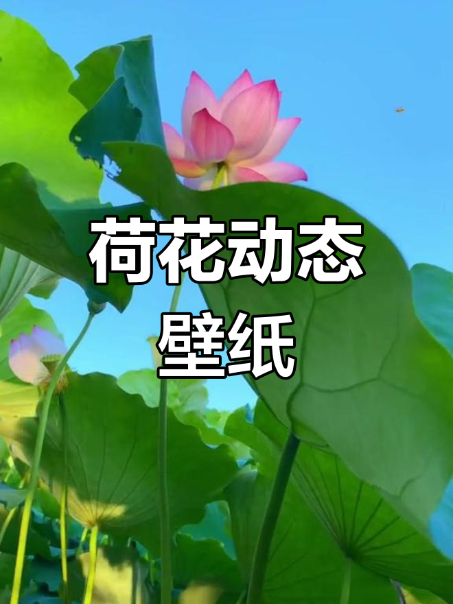 荷花动态壁纸,竖屏设计,快来欣赏!