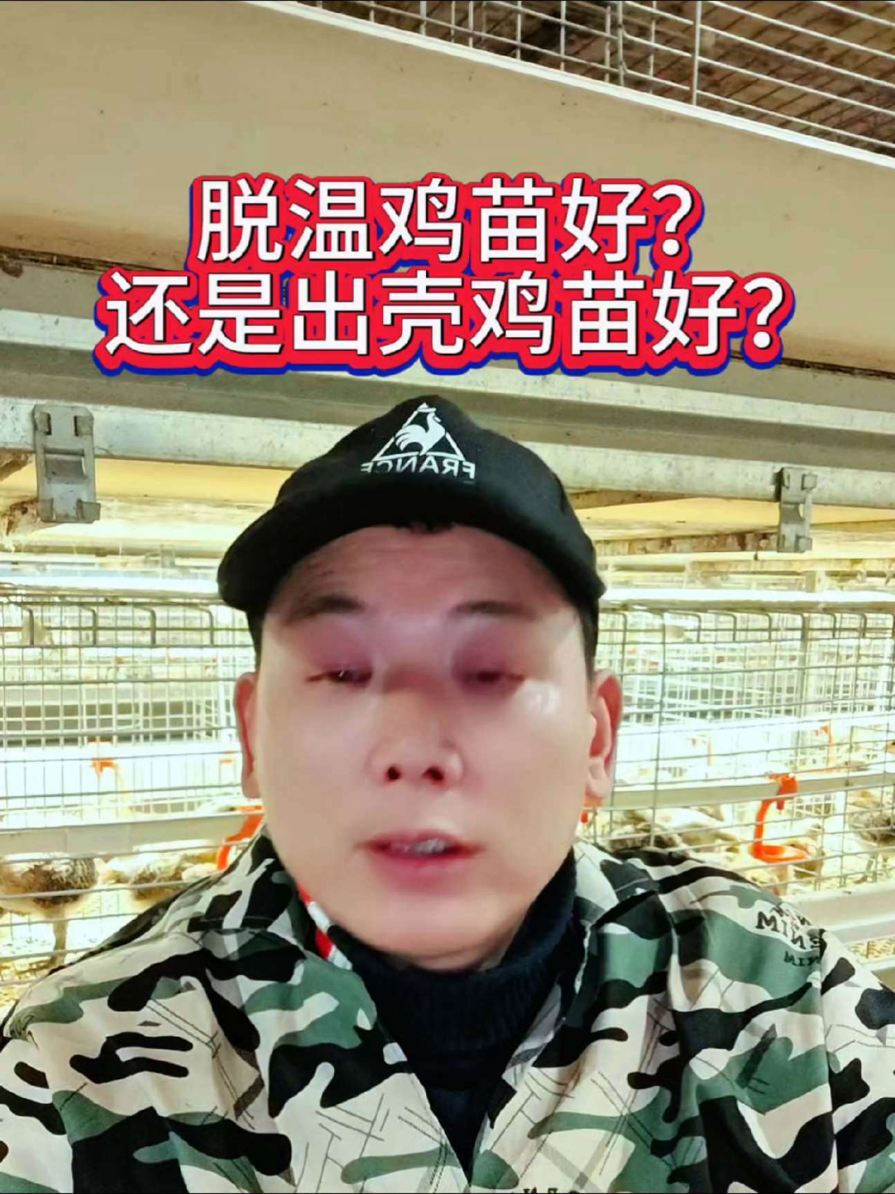 出壳鸡苗好还是脱温鸡苗好?创业养鸡 养鸡知识 科学养鸡 创业路上的我们 @智农