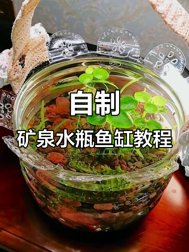 火山石与水草打造生态鱼缸，矿泉水桶变美丽小世界