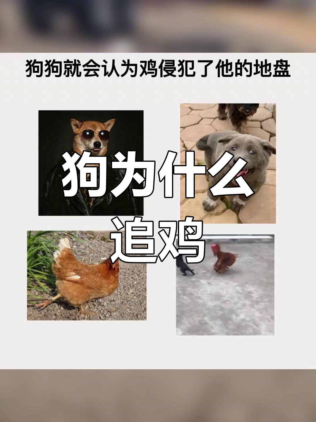 狗狗追鸡的三种原因