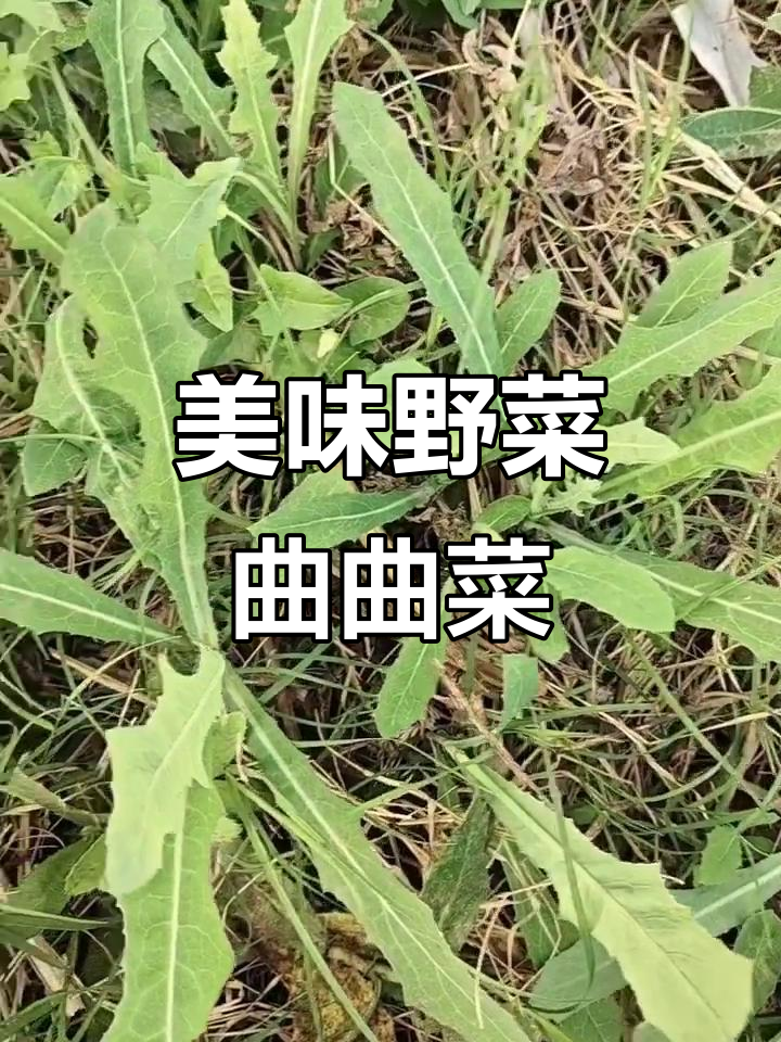 蛐蛐菜:苦味淡,营养丰富,药食两用