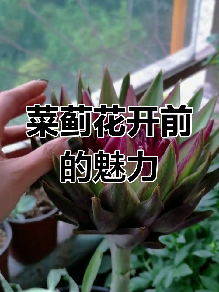 菜蓟开花前夕,刺手又美丽,值得家中种植