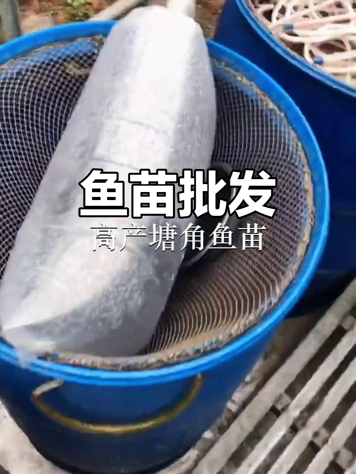 优质鱼苗批发,广州、深圳、东莞多地供应