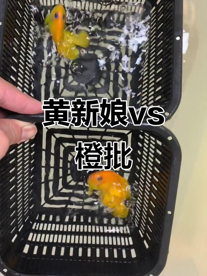 蓝眼黄新娘与橙批、柠檬批的对比,海水鱼珊瑚大揭秘