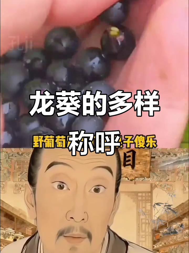 龙葵,野菜中的常见品种,各地叫法各不相同