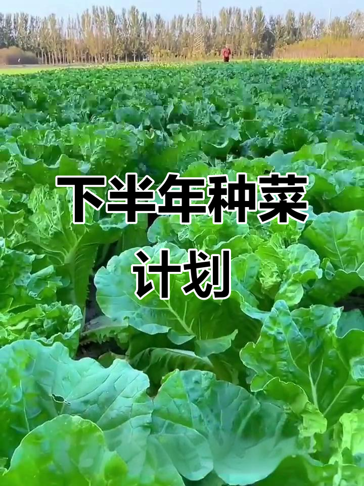 2025年下半年种菜全攻略,蔬菜种植时间表一览