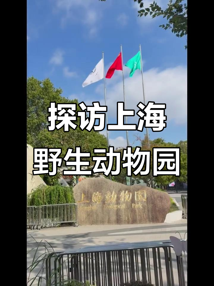 上海动物园亲子游,喂鸽子、看金鱼狼和各种鸟