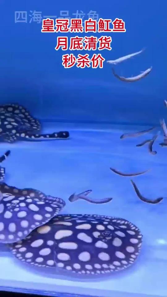 皇冠黑白魟鱼