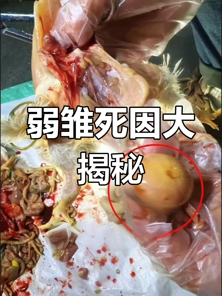 小鸡死亡原因竟是这四点,养殖户必看!