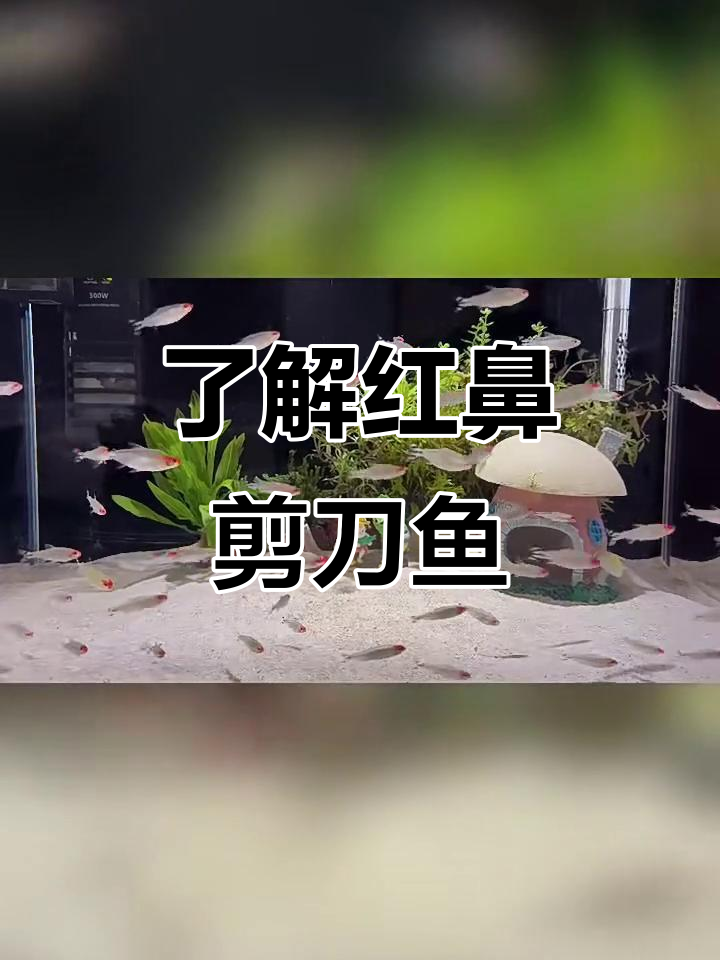 红鼻剪刀鱼:独特外貌与神秘习性