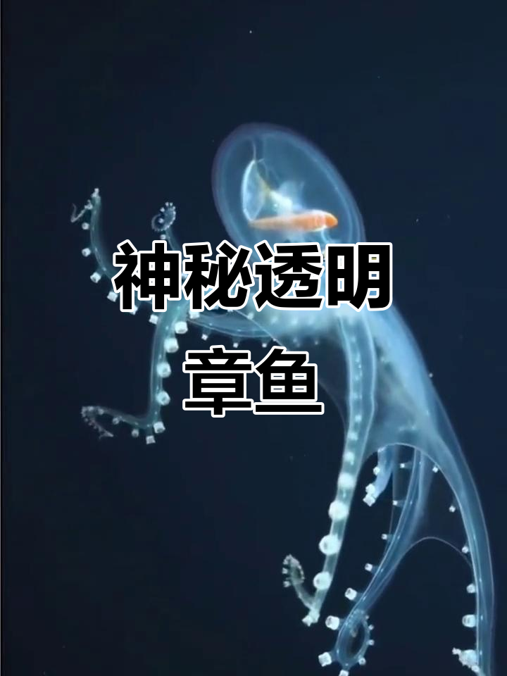 深海透明章鱼,猎物清晰可见,自然界的奇妙奇迹