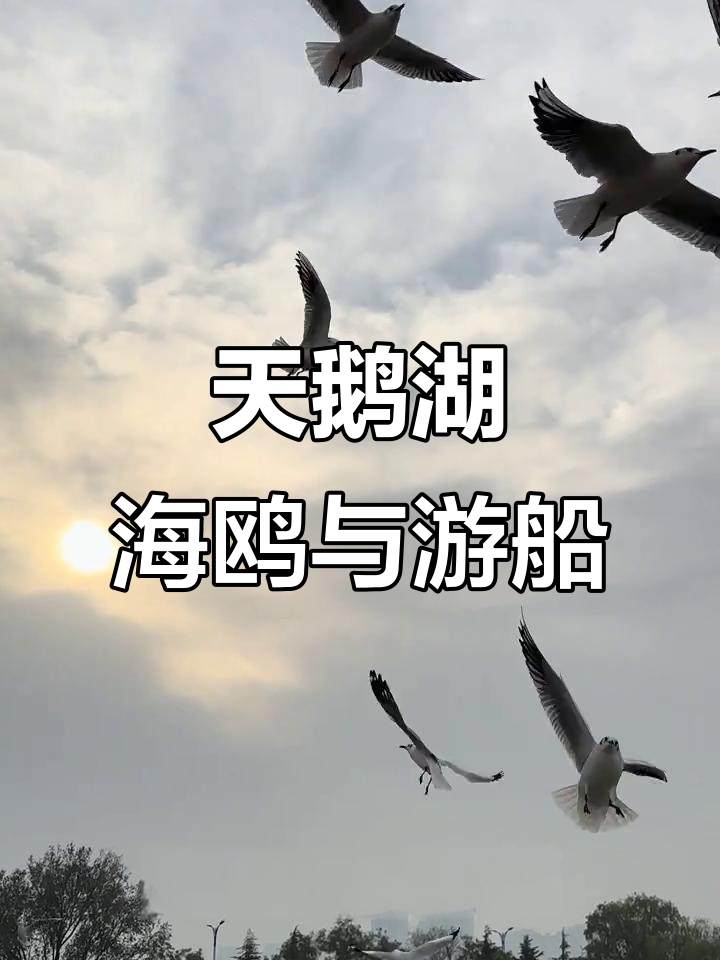 天鹅湖与海鸥共舞,游船收费但美景免费