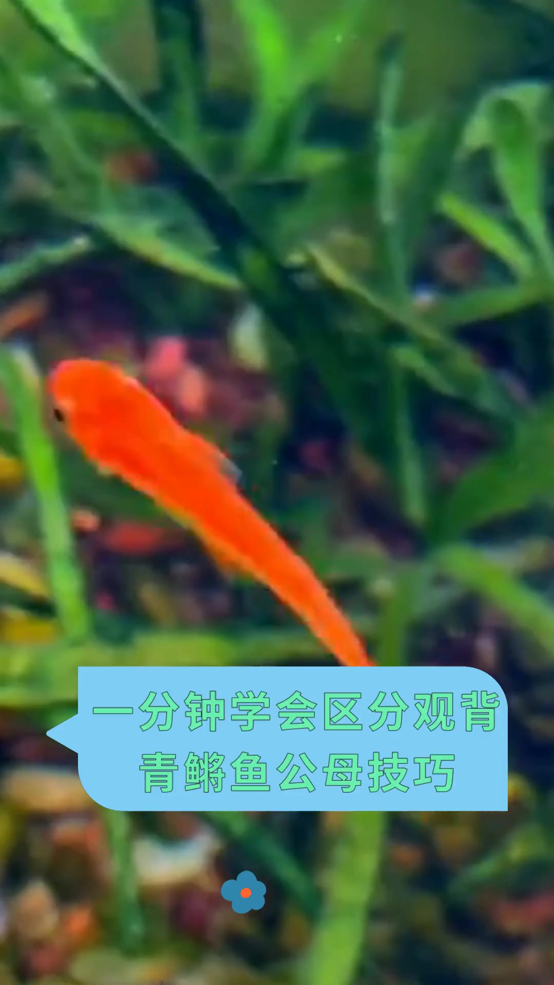 一分钟学会区分观背,青鳉鱼公母技巧