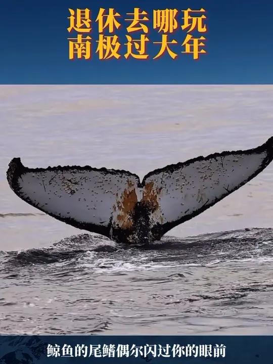 退休了送自己去南极吧!我们去南极过大年,去跟企鹅跳舞,与鲸鱼举杯,跟冰川对话,过一个完全不