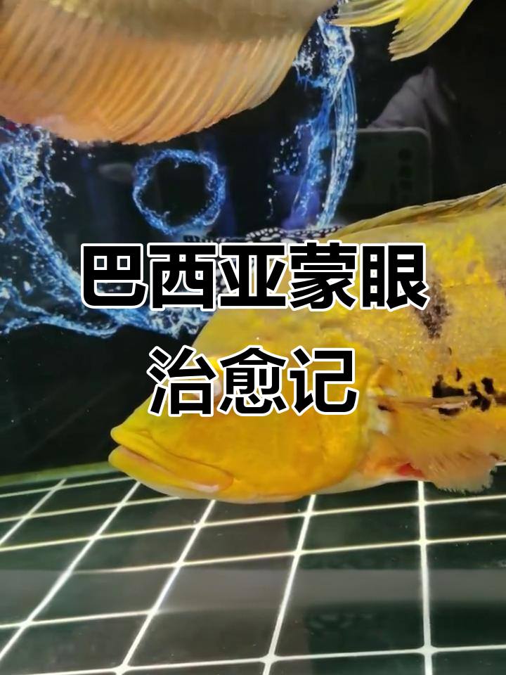 鱼蒙眼病治疗全过程，七天恢复健康