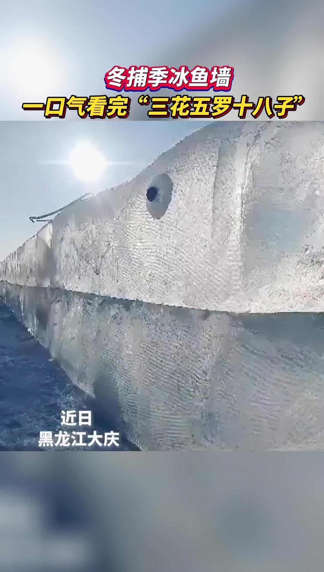 冬捕季冰鱼墙,一口气看完“三花五罗十八子”