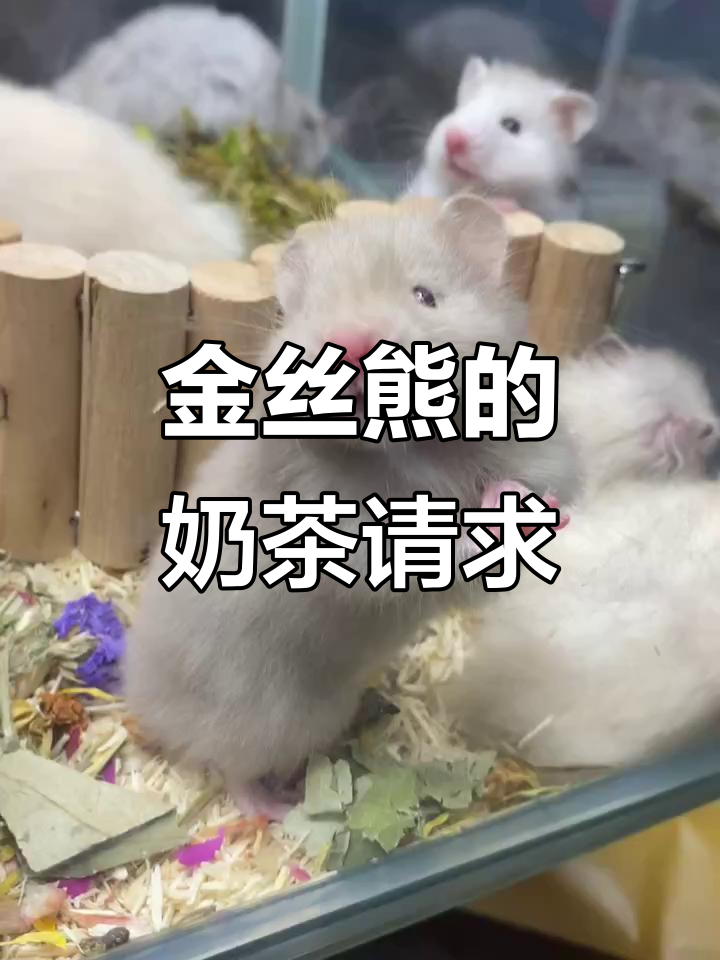 金丝熊撒娇求奶茶,萌态十足