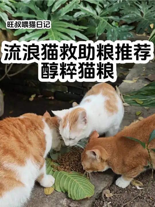 旺叔喂猫日记:流浪猫猫粮推荐之醇粹猫粮 流浪猫喂猫日记投喂流浪猫醇粹猫粮 我每天都会去喂流