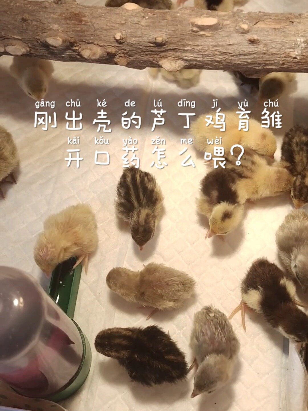 刚出壳的芦丁鸡仔开口药怎么喂?一起看看吧