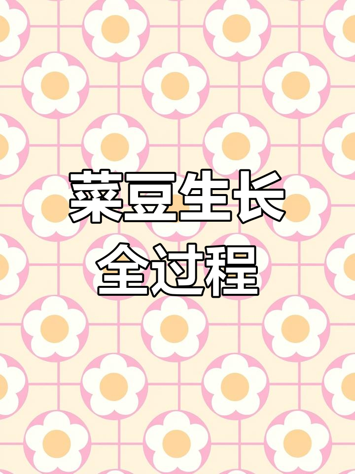 菜豆从种子到成长的奇妙过程