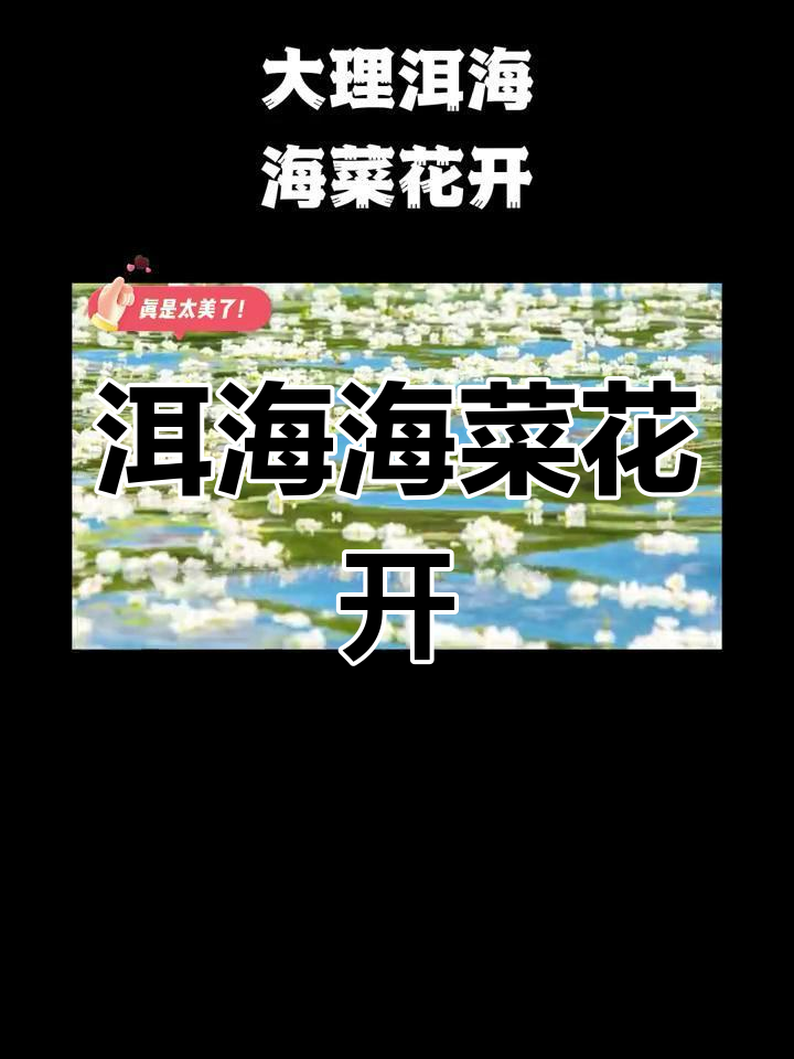 洱海海菜花盛开,夏日美景如约而至