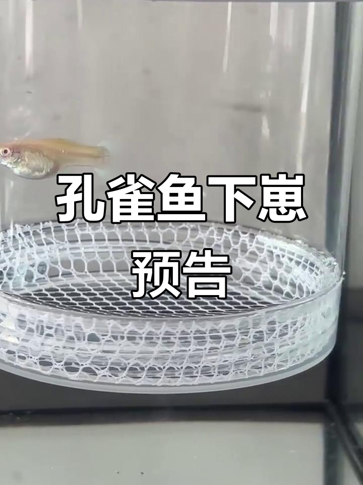 孔雀鱼即将生产,蓝白凤尾宝宝来袭