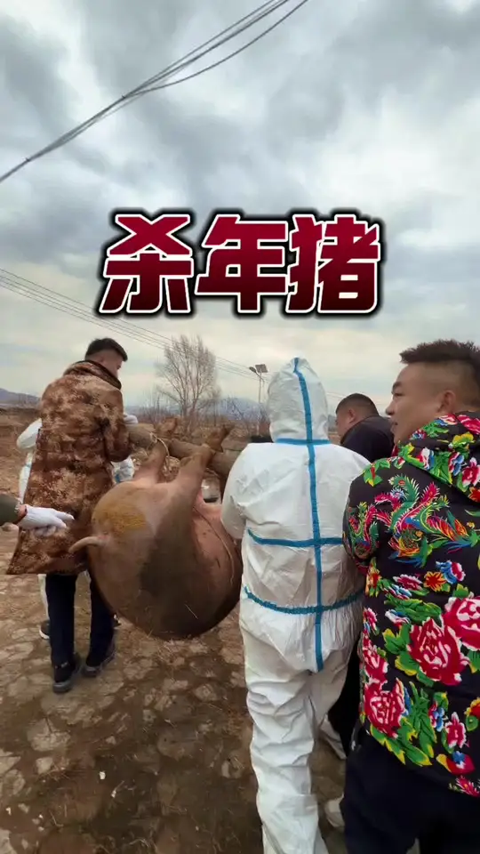 杀年猪，真实记录大东北杀年猪现场有多么欢乐！
