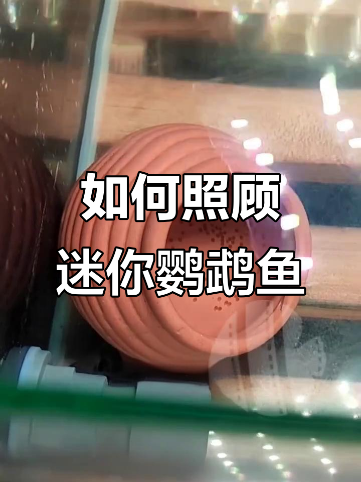 迷你鹦鹉产卵后如何照顾?孵化小鱼的关键技巧
