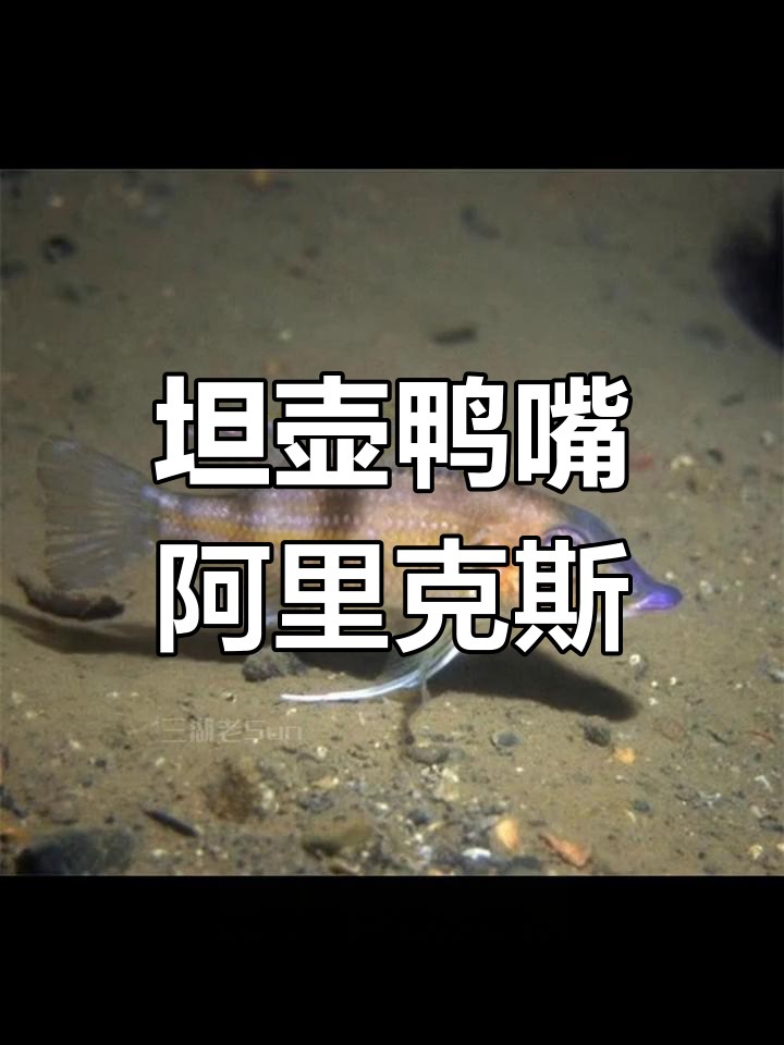 三湖慈鲷:独特泥雕鱼种揭秘