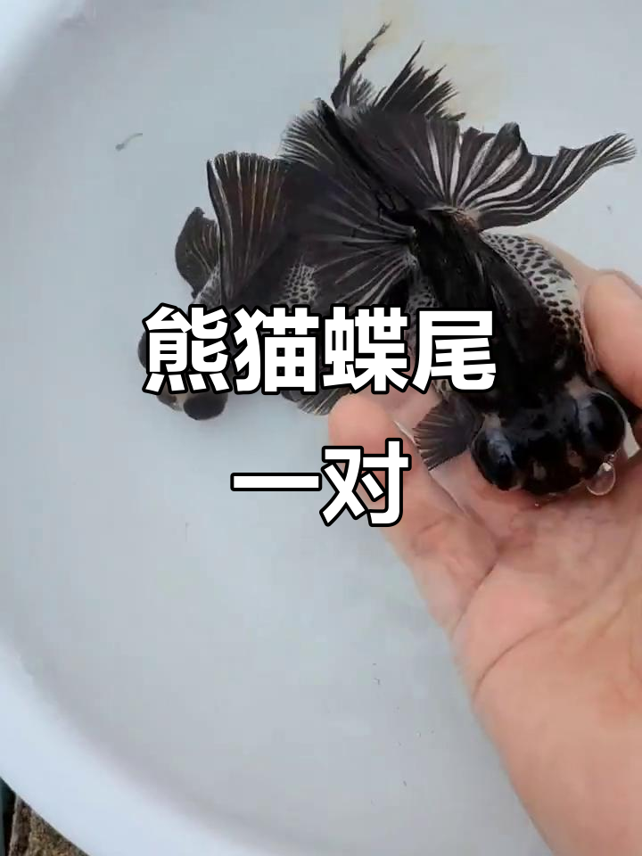 一对熊猫蝶尾金鱼，公母搭配可繁殖