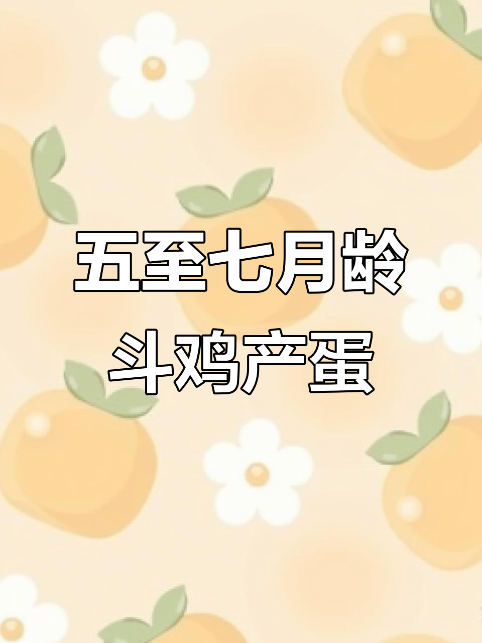 斗鸡五到七个月开始下蛋,如何科学喂养?