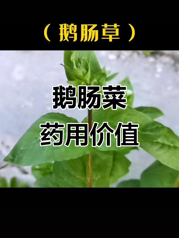 鹅肠草:农村常见却不知的药用植物,你见过吗?