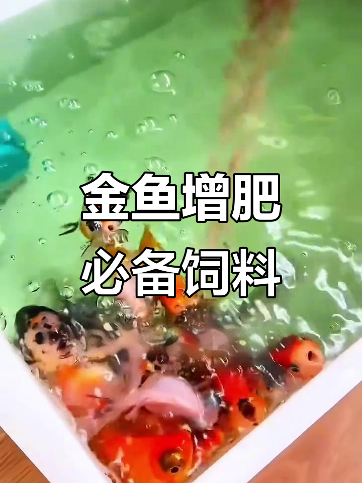 泰狮兰寿专用饲料,让金鱼健康又可爱